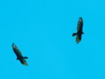 Vultures