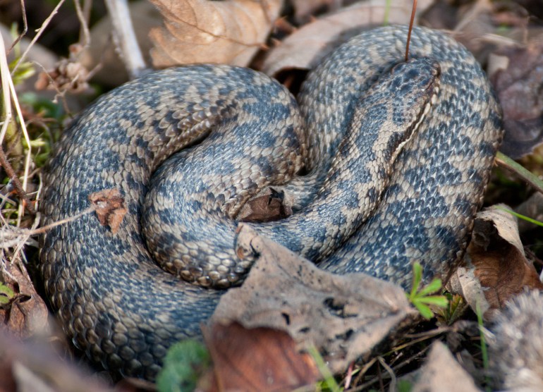 Adder