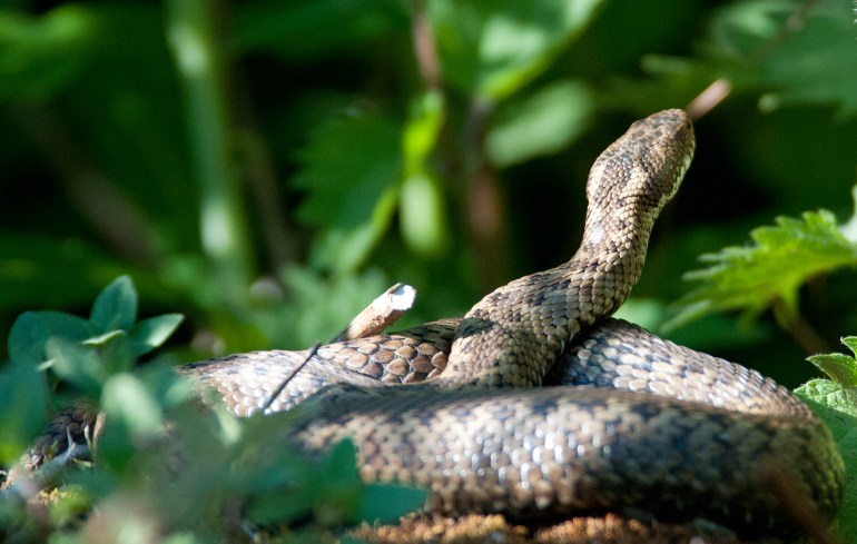 Snake_Flickr