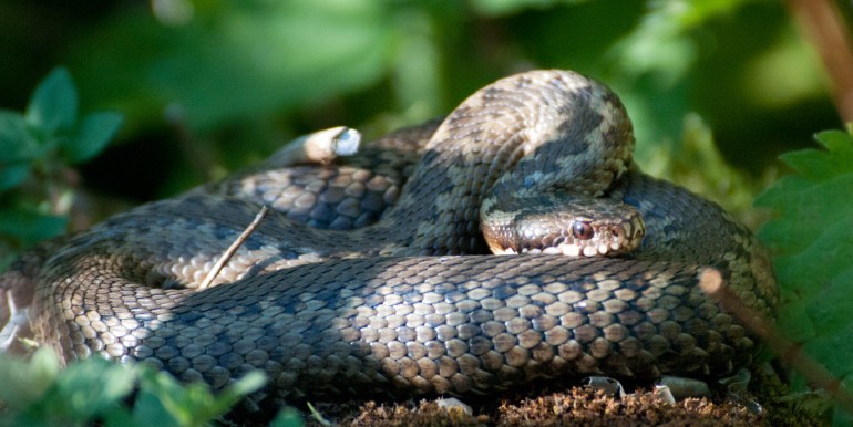 Snake_Flickr1